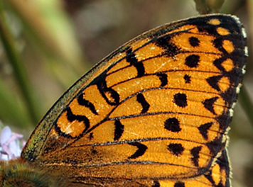 Markperlemorsommerfugl,  Argynnis aglaja han. Bt diget, Falster d. 23 juni 2012. Fotograf; Lars Andersen