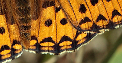 Markperlemorsommerfugl, Argynnis aglaja han. Bøtø diget, Falster d. 23 juni 2012. Fotograf; Lars Andersen