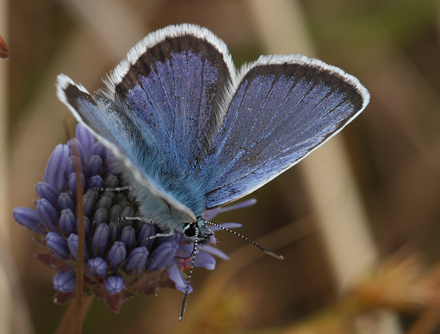 Argusblfugl, Plebejus argus han. Bt Dige, Falster d. 23 juni 2012. Fotograf; Lars Andersen