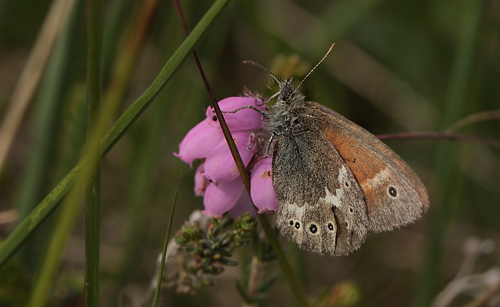 Moserandje, Coenonympha tullia, ssp.; davus (Fabricius, 1777). . Grene Sande d. 3 juli 2012. Fotograf: Lars Andersen