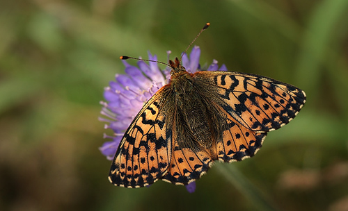 Moseperlemorsommerfugl, Boloria aquilonaris hun. Addit Hede, Jylland d. 3 juli 2012. Fotograf Lars Andersen