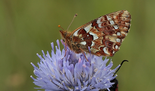 Moseperlemorsommerfugl, Boloria aquilonaris hun. Addit Hede, Jylland d. 3 juli 2012. Fotograf Lars Andersen