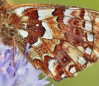 Moseperlemorsommerfugl, Boloria aquilonaris hun. Addit Hede, Jylland d. 3 juli 2012. Fotograf Lars Andersen