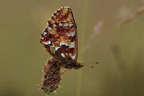 Moseperlemorsommerfugl, Boloria aquilonaris hun. Addit Hede, Jylland d. 3 juli 2012. Fotograf Lars Andersen