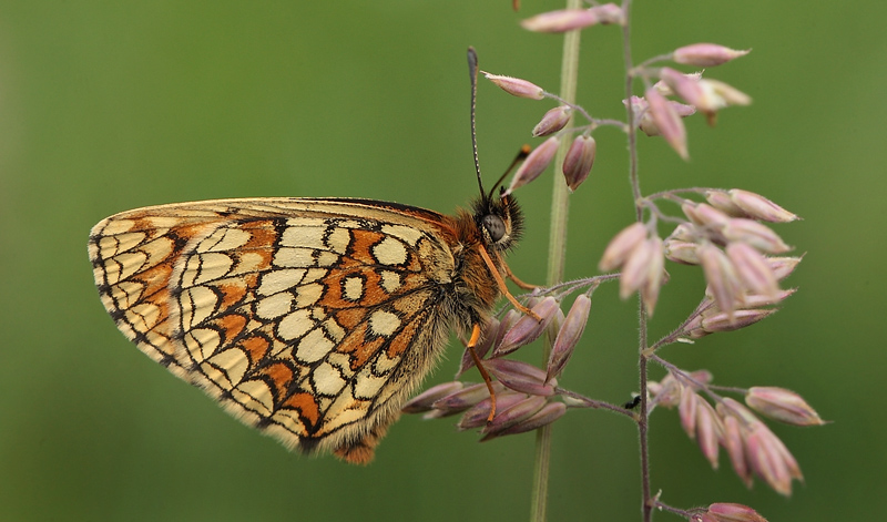 Brun pletvinge, Melitaea athalia. Addit Hede d. 3 Juli 2012. Fotograf; Lars Andersen