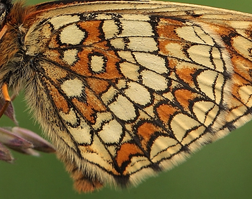 Brun Pletvinge, Melitaea athalia. Addit Hede d. 3 Juli 2012. Fotograf; Lars Andersen