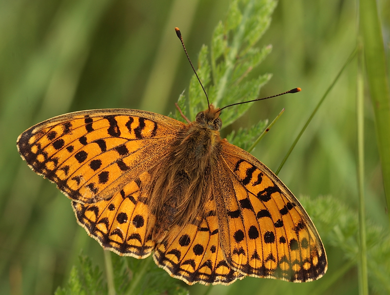 Klitperlemorsommerfugl, Argynnis niobe han  f.; eris. Addit Hede, Gl. Rye.  3 juli 2012. Fotograf: Lars Andersen