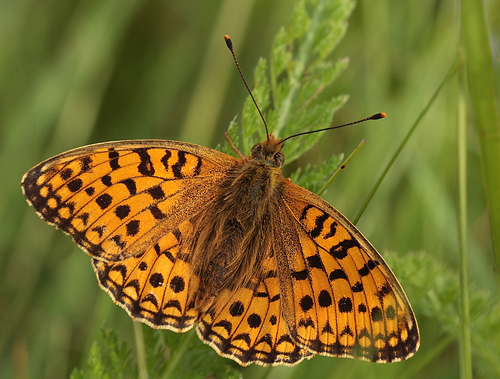 Klitperlemorsommerfugl, Argynnis niobe han f.; eris. Addit Hede, Gl. Rye. 3 juli 2012. Fotograf: Lars Andersen