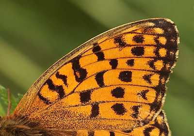 Klitperlemorsommerfugl, Argynnis niobe han  f.; eris. Addit Hede, Gl. Rye.  3 juli 2012. Fotograf: Lars Andersen