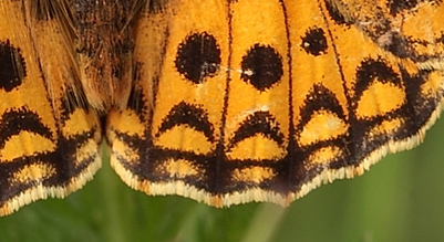 Klitperlemorsommerfugl, Argynnis niobe han  f.; eris. Addit Hede, Gl. Rye.  3 juli 2012. Fotograf: Lars Andersen