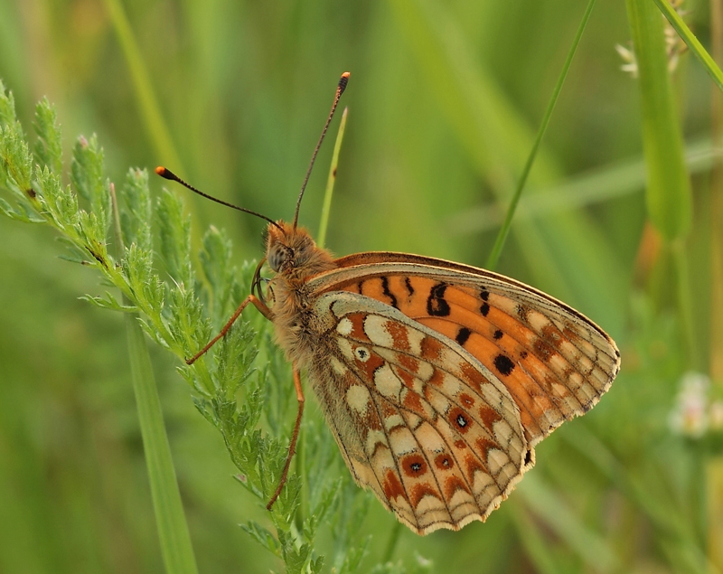 Klitperlemorsommerfugl, Argynnis niobe han  f.; eris. Addit Hede, Gl. Rye.  3 juli 2012. Fotograf: Lars Andersen