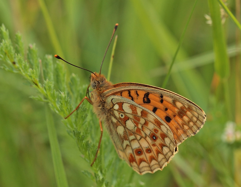 Klitperlemorsommerfugl, Argynnis niobe han f.; eris. Addit Hede, Gl. Rye. 3 juli 2012. Fotograf: Lars Andersen