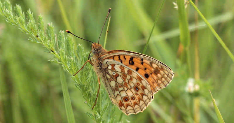 Klitperlemorsommerfugl, Argynnis niobe han  f.; eris. Addit Hede, Gl. Rye.  3 juli 2012. Fotograf: Lars Andersen