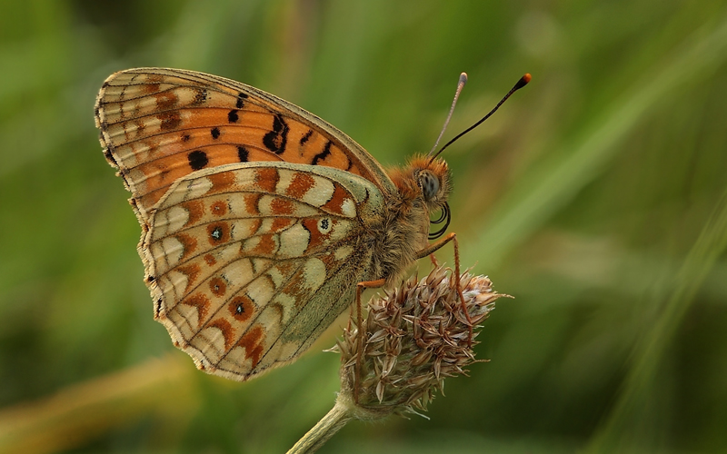 Klitperlemorsommerfugl, Argynnis niobe han  f.; eris. Addit Hede, Gl. Rye.  3 juli 2012. Fotograf: Lars Andersen