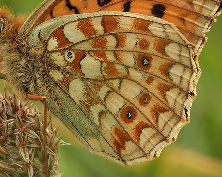 Klitperlemorsommerfugl, Argynnis niobe han f.; eris. Addit Hede, Gl. Rye. 3 juli 2012. Fotograf: Lars Andersen