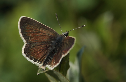 Sortbrun Blfugl, Aricia artaxerxes. Tornby Strand. 4 juli 2012. Fotograf: Lars Andersen