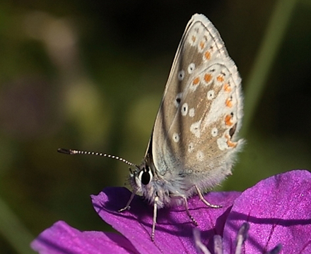 Sortbrun blfugl, Aricia artaxerxes. Tornby Strand. 4 juli 2012. Fotograf: Lars Andersen