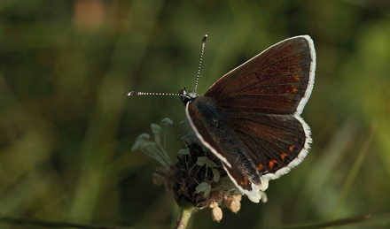 Sortbrun blfugl, Aricia artaxerxes. Tornby Strand. 4 juli 2012. Fotograf: Lars Andersen