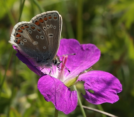 Sortbrun blfugl, Aricia artaxerxes. Tornby Strand. 4 juli 2012. Fotograf: Lars Andersen