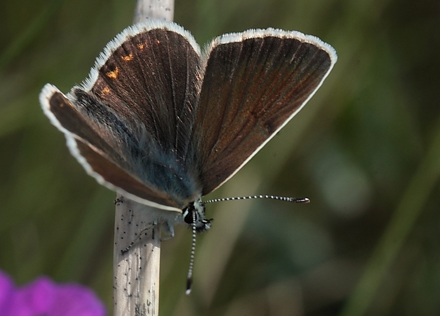 Sortbrun blfugl, Aricia artaxerxes. Tornby Strand. 4 juli 2012. Fotograf: Lars Andersen