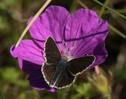 Sortbrun blfugl, Aricia artaxerxes. Tornby Strand. 4 juli 2012. Fotograf: Lars Andersen