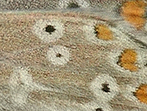 Sortbrun Blåfugl, Aricia artaxerxes. Tornby Strand. 4 juli 2012. Fotograf: Lars Andersen