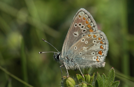 Sortbrun blfugl, Aricia artaxerxes. Tornby Strand. 4 juli 2012. Fotograf: Lars Andersen