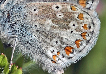 Sortbrun Blfugl, Aricia artaxerxes ssp.: vandalica han. Tornby Strand. 4 juli 2012. Fotograf: Lars Andersen