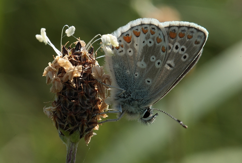 Sortbrun blfugl, Aricia artaxerxes. Tornby Klitplantage. 4 juli 2012. Fotograf: Lars Andersen