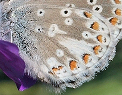 Sortbrun Blåfugl, Aricia artaxerxes. Tornby Klitplantage. 4 juli 2012. Fotograf: Lars Andersen