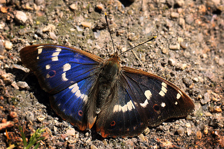 Ilia, Apatura ilia han. Pinseskoven, Vestamager, Danmark d. 13/7 2012. Fotograf: Lars Andersen