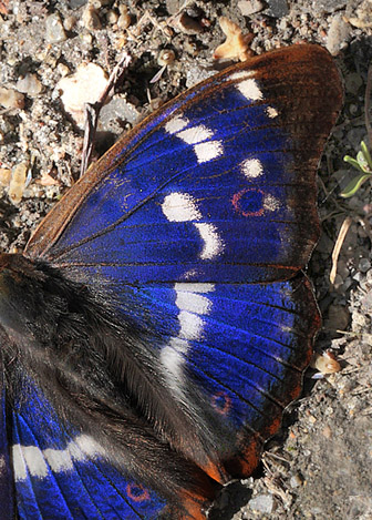 Ilia, Apatura ilia han. Pinseskoven, Vestamager, Danmark d. 13/7 2012. Fotograf: Lars Andersen