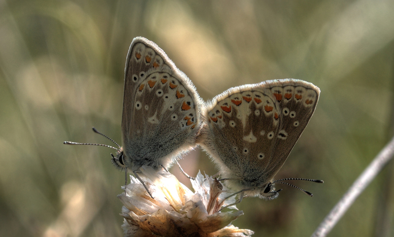 Sortbrun Blfugl, Aricia artaxerxes parring. Skiveren. 4 juli 2012. Fotograf: Allan Kristensen