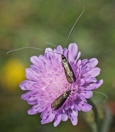 Blåhat-Langhornsmøl, Nemophora metallica. Nørre Tinnet d. 27 juli 2012. Fotograf; Lars Andersen