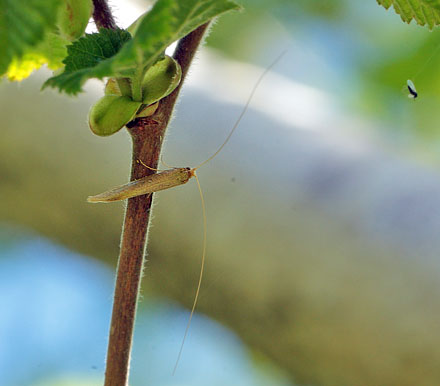 Stort langhornsmøl, Nematopogon swammerdamella. Allindelille Fredsskov d. 13 maj 2012. Fotograf; Lars Andersen