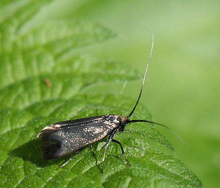 Langhornsmøl, Adela reaumurella hun. Oudrup Skov nord for Gyrstinge Sø d. 24 maj 2012. Fotograf; Lars Andersen