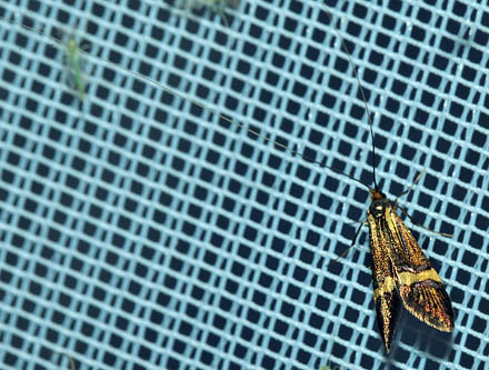 Løvskovslanghornsmøl, Nemophora degeerella. Rødby Havn baneterræn d. 16 juni 2012. Fotograf; Lars Andersen