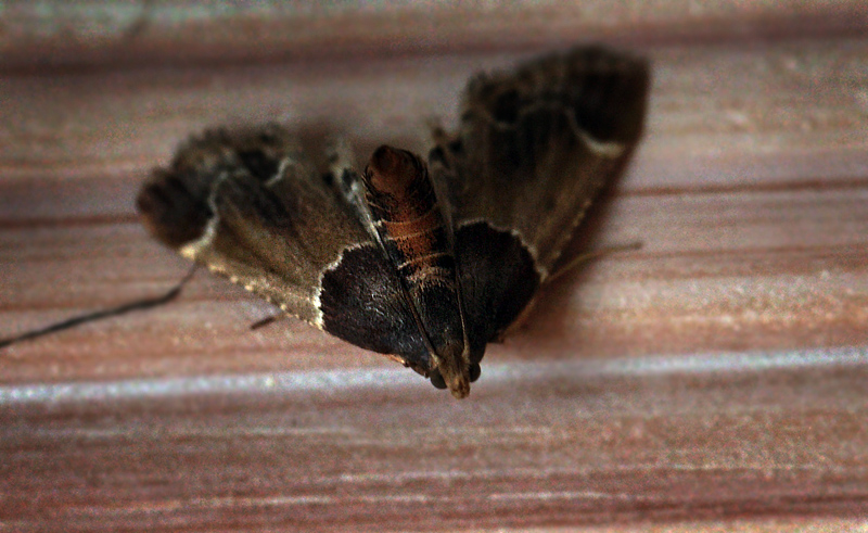 Stort Melmøl, Pyralis farinalis hun, Tranum Klitplantage indendørs i køkken, Danmark d. 21/8 2012. Fotograf: Lars Andersen
