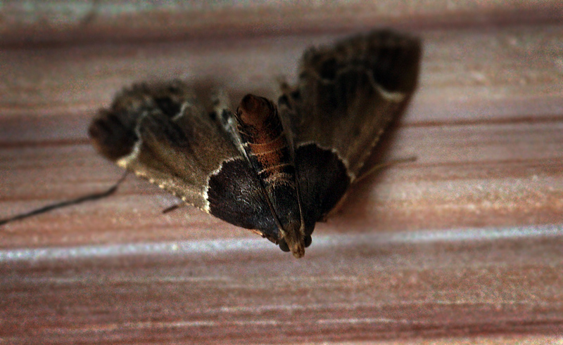 Stort Melml, Pyralis farinalis hun,  Tranum Klitplantage indendrs i kkken, Danmark d. 21/8 2012. Fotograf: Lars Andersen