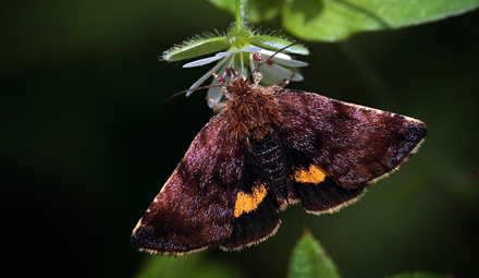 Hnsetarm Glansugle, Ordrup Skov nord for Gyrstinge S, Midtsjlland, Danmark d. 22 maj 2012. Fotograf Lars Andersen