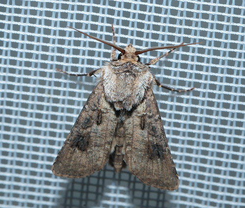 Nøgle-Landmand, Agrotis clavis. Aalborg, Jylland d. 4 juli 2012. Fotograf; Lars Andersen