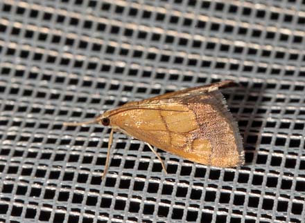 Løgkarsehalvmøl, Evergestis limbata. Rødby Havn Baneterræn d. 15 juni 2012. Fotograf; Lars Andersen