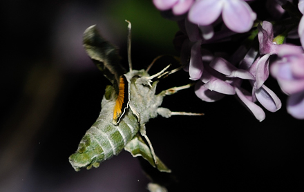 Natlyssvrmer, Proserpinus proserpina.  Rdbyhavn, Lolland d. 24 maj 2012. Fotograf Tubas Lkkegaard. 