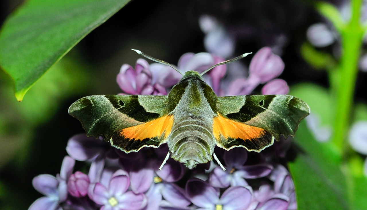 Natlyssværmer, Proserpinus proserpina. Rødbyhavn, Lolland d. 24 maj 2012. Fotograf Tubas Løkkegaard.
