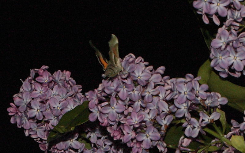 Natlyssværmer, Proserpinus proserpina. Rødbyhavn, Lolland d. 25 maj 2012. Fotograf Lars Andersen