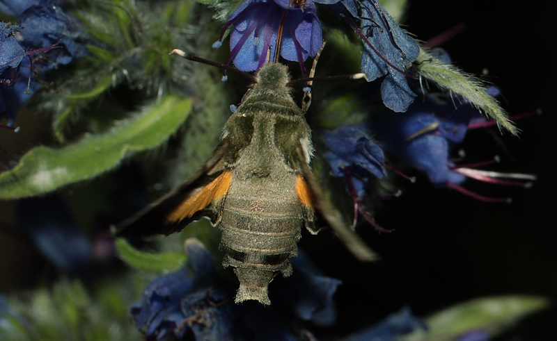 Natlyssværmer, Proserpinus proserpina suger nektar. Rødbyhavn, Lolland d. 15 juni 2012. Fotograf Lars Andersen