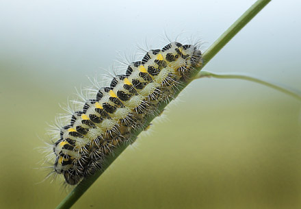 Femplettet Kllesvrmer, Zygaena lonicerae. Brandegrd.  9 juni 2012. Fotograf: Lars Andersen