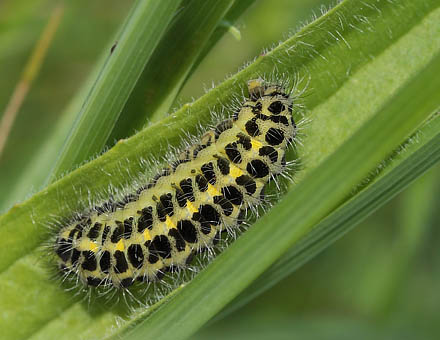 Femplettet Kllesvrmer, Zygaena lonicerae. Brandegrd.  9 juni 2012. Fotograf: Lars Andersen