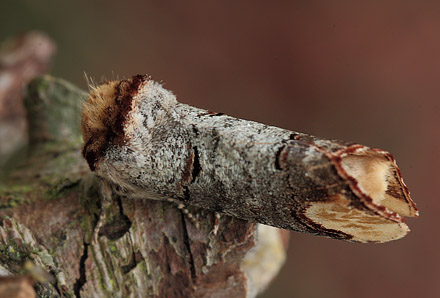 Mneplet, Phalera bucephala. lborg d. 6 juli 2012. Fotograf: Lars Andersen