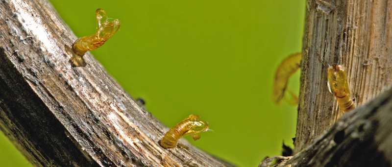 Muligvis Tapetmøl, Trichophaga tapetzella udklækket pupper på rød hestehov, Petasites hybridus. Pinseskoven, Amager, Danmark d. 23 juli 2012. Fotograf; Lars Andersen